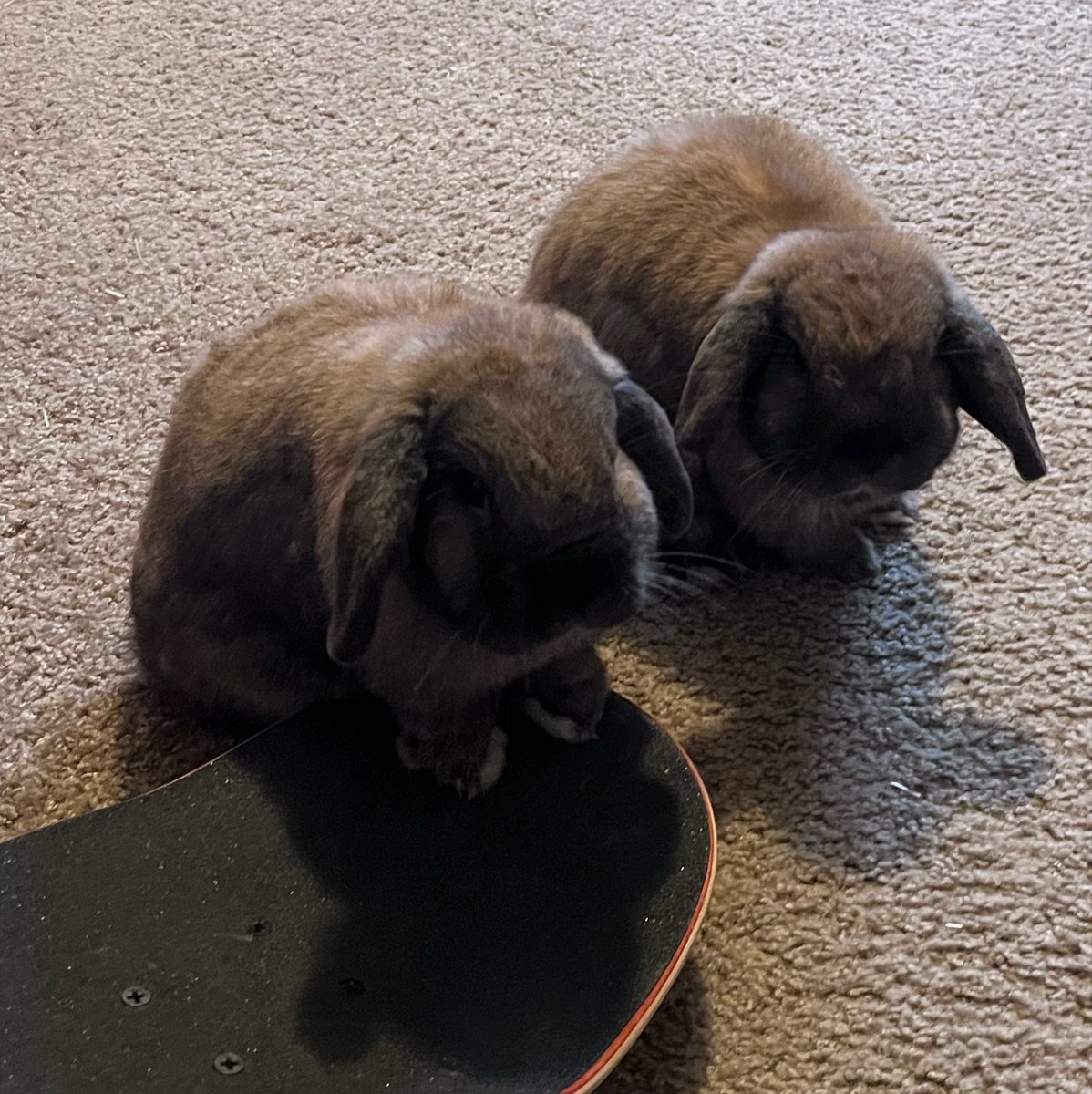 bnu 🐇👽 tweet media