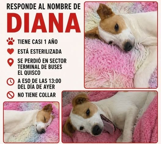 eltuitdemarsh's tweet photo. Buscan a Diana, perdida el 27 de abril en el sector del terminal de buses en El quisco. Si alguien la ve, favor retener y comunicarse al +56945084177. Favor RT!
#ElQuisco https://t.co/SgfLZGInKZ