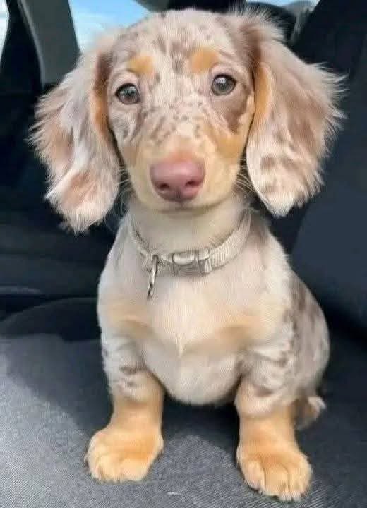 LadyValor tweet media