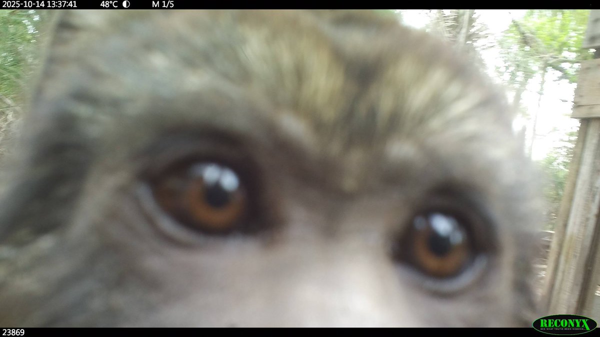 trailcam tweet media