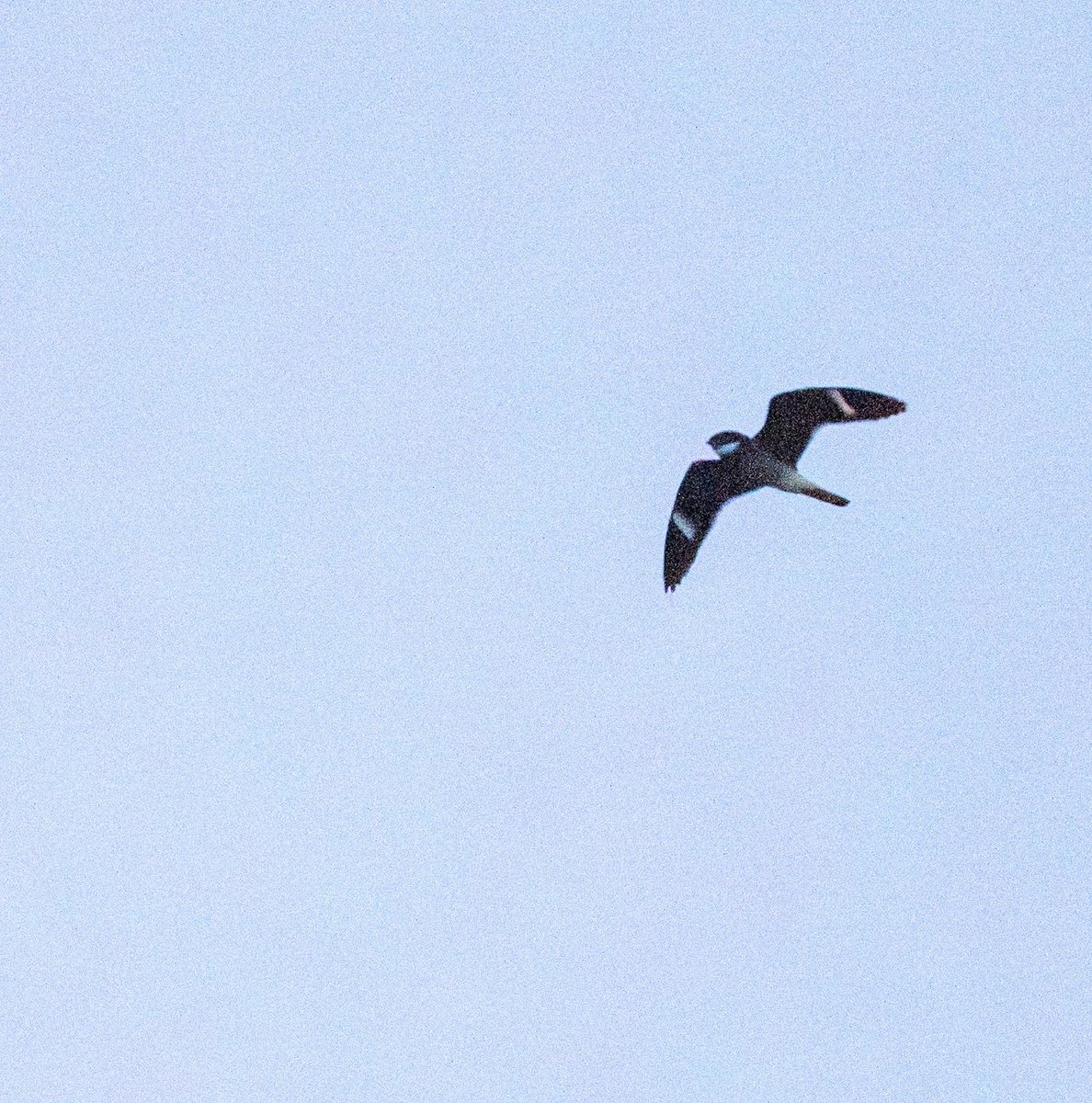 jen520z4's tweet photo. The "fun" thing about Nighthawks is that they are most active at night or dawn. That makes it really hard to get a decent shot.  Still I am thrilled to have captured my first Common Nighthawk crappy as the shot is. https://t.co/eVNscWgl7V