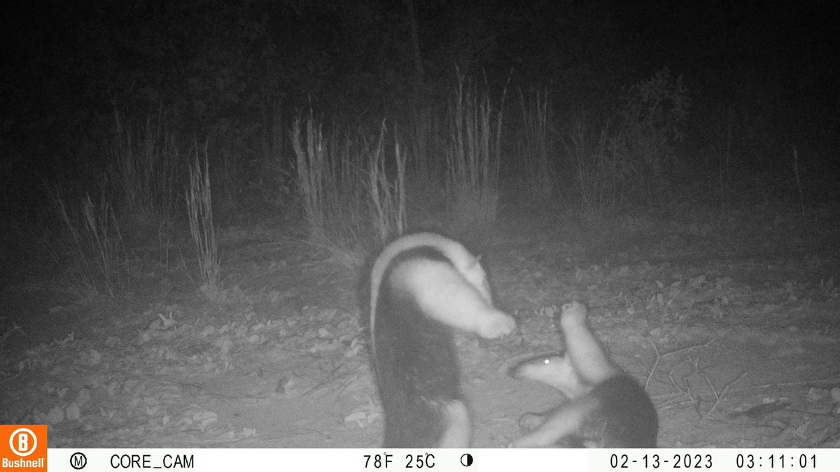 trailcam tweet media