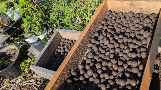 hittjw's tweet image. Rain yesterday, rain tomorrow. Making seed balls today. #NaturalFarming #OneStrawRevolution #ThreeSisters