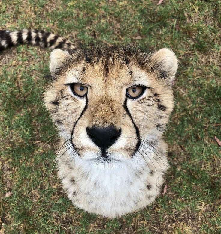IT'S LION AND TIGERS WORLD tweet media