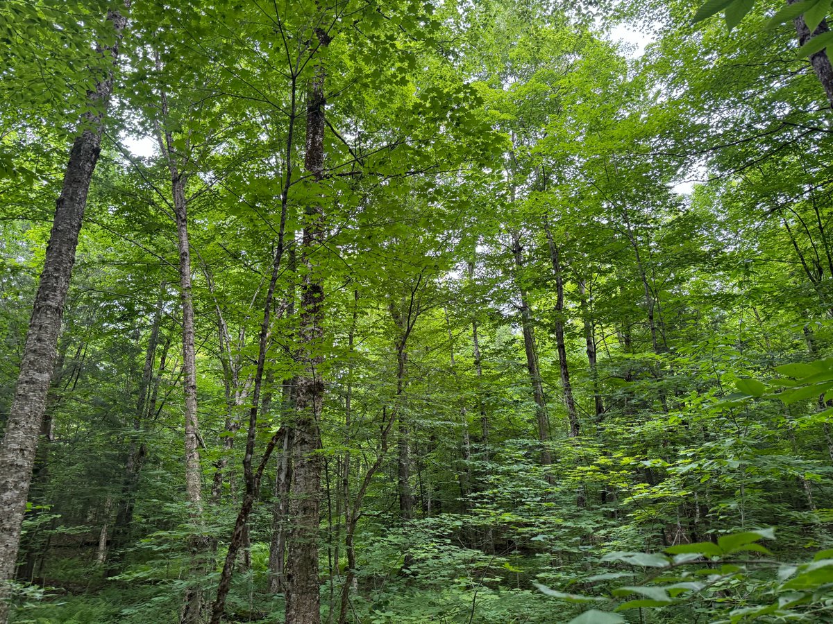 Land_and_Camps's tweet image. 🌲 5 wooded acres in Florence, NY with direct trail access. Ideal off-grid camp lot near state forests, rivers &amp;amp; top hunting land. Great for snowmobiling, fishing &amp;amp; more. Financing available. $39,900. Details: landandcamps.com/ny-camp-lot-em…
#LandForSale #NYLand #OffGrid