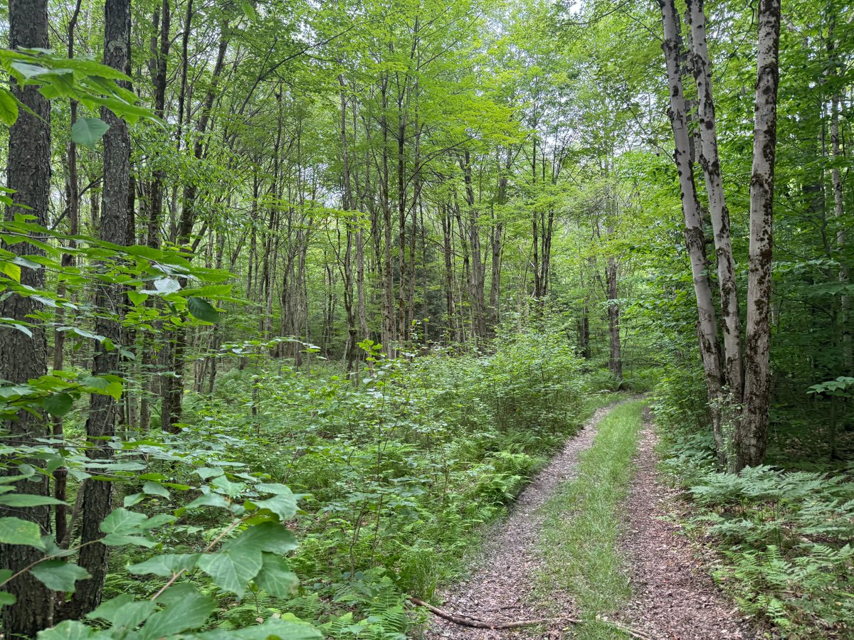 Land_and_Camps's tweet image. 🌲 5 wooded acres in Florence, NY with direct trail access. Ideal off-grid camp lot near state forests, rivers &amp;amp; top hunting land. Great for snowmobiling, fishing &amp;amp; more. Financing available. $39,900. Details: landandcamps.com/ny-camp-lot-em…
#LandForSale #NYLand #OffGrid