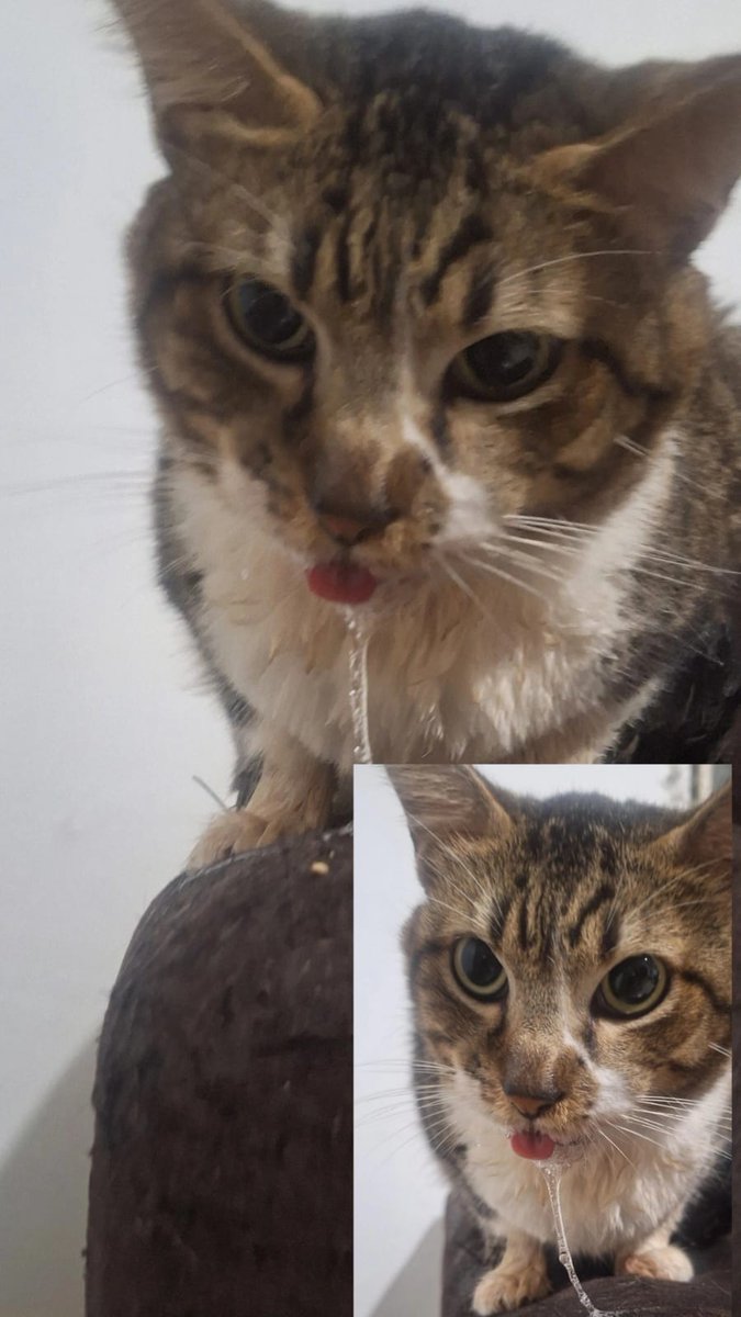 Ontem meu gatinho Einstein se acidentou que trincou o canino. Ele não consegue comer, bebe pouca água sob muita dor e não consegue fechar a boca. Levamos no Hospital Público Veterinário examinaram e não tem nada mais grave só que lá não tem odonto e eu não tenho como pagar 👇🏻