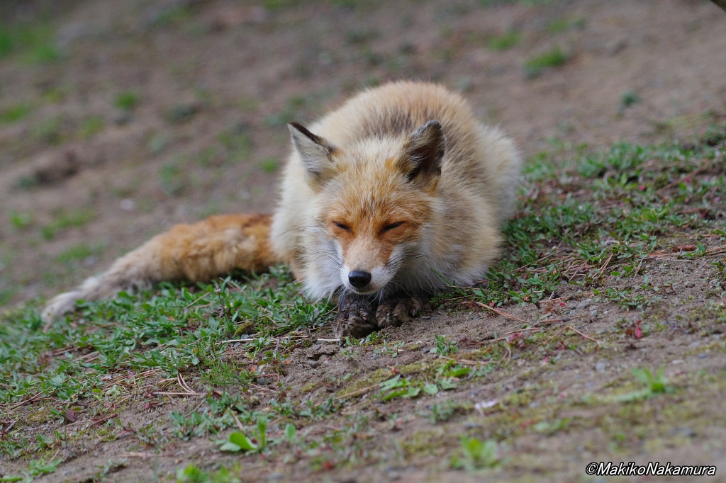 NPO法人札幌カラス研究会 tweet media