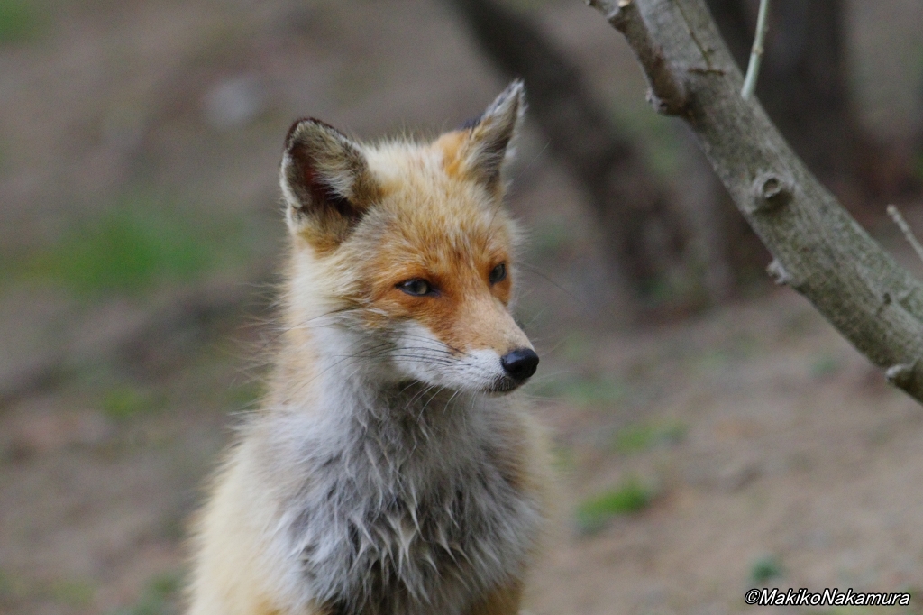 NPO法人札幌カラス研究会 tweet media