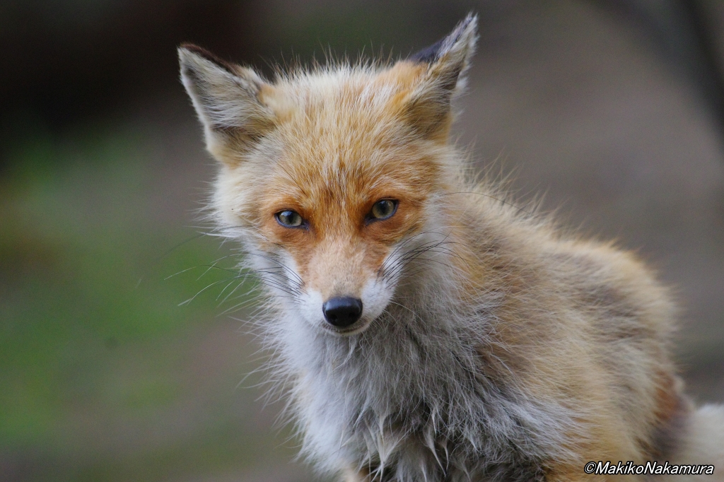 NPO法人札幌カラス研究会 tweet media