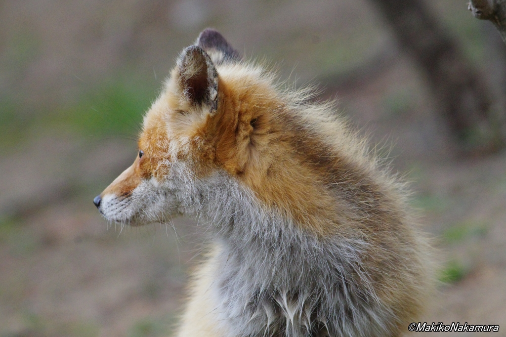 NPO法人札幌カラス研究会 tweet media