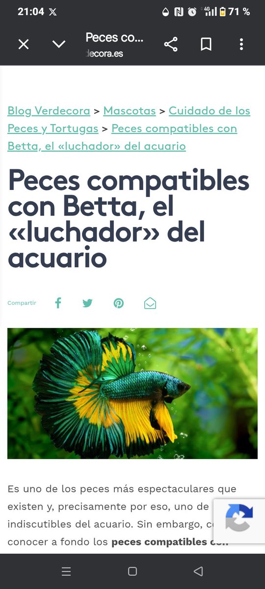 Puede ser este lo más parecido 
verdecora.es/blog/peces-com…