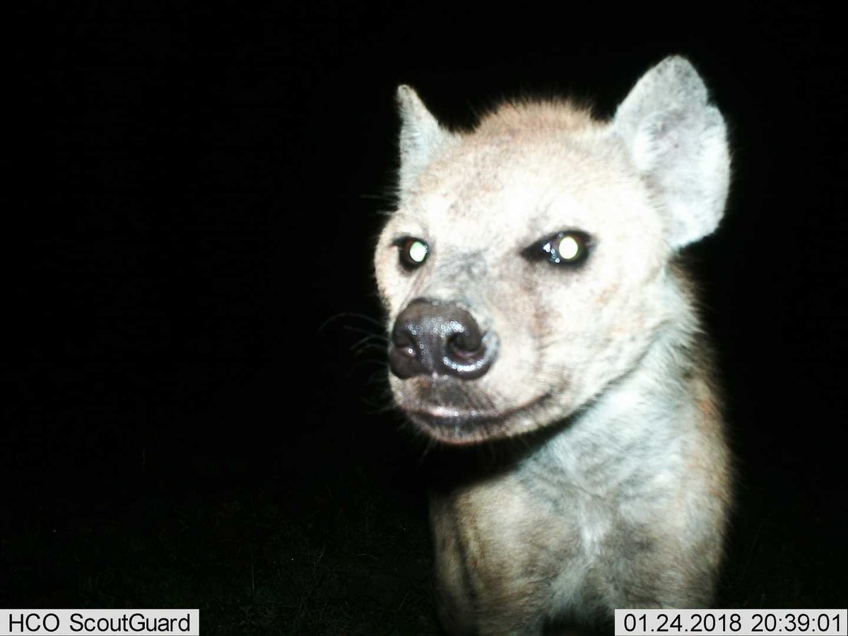 trailcam tweet media