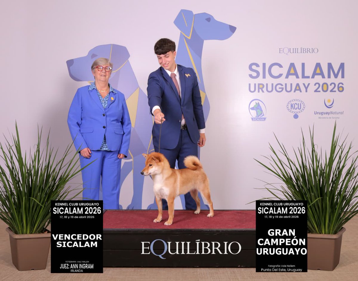 Perros_EnAccion's tweet image. KIREINA 
Registro FCA N° 45237 
Raza Shiba Inu en Argentina

Propietaria Carolina Santiago
+54 9 341 611-1986
Instagram @Kireina.shiba
Handlers Maximiliano Salvarezza y Joaquín Bosio

@Perros_EnAccion TV
#PerrosEnAcción
#Perros
#Exposiciones
#Kireina
#ShibaInu
