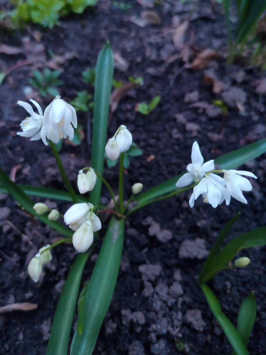 Nata27Best's tweet image. Добрый вечер. Good evening. 🌾
#MyPhoto
#SpringVibes