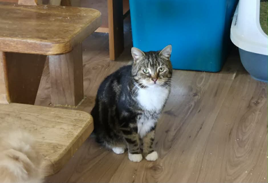 Miau Miauu - Izabela Wieczerzak tweet media