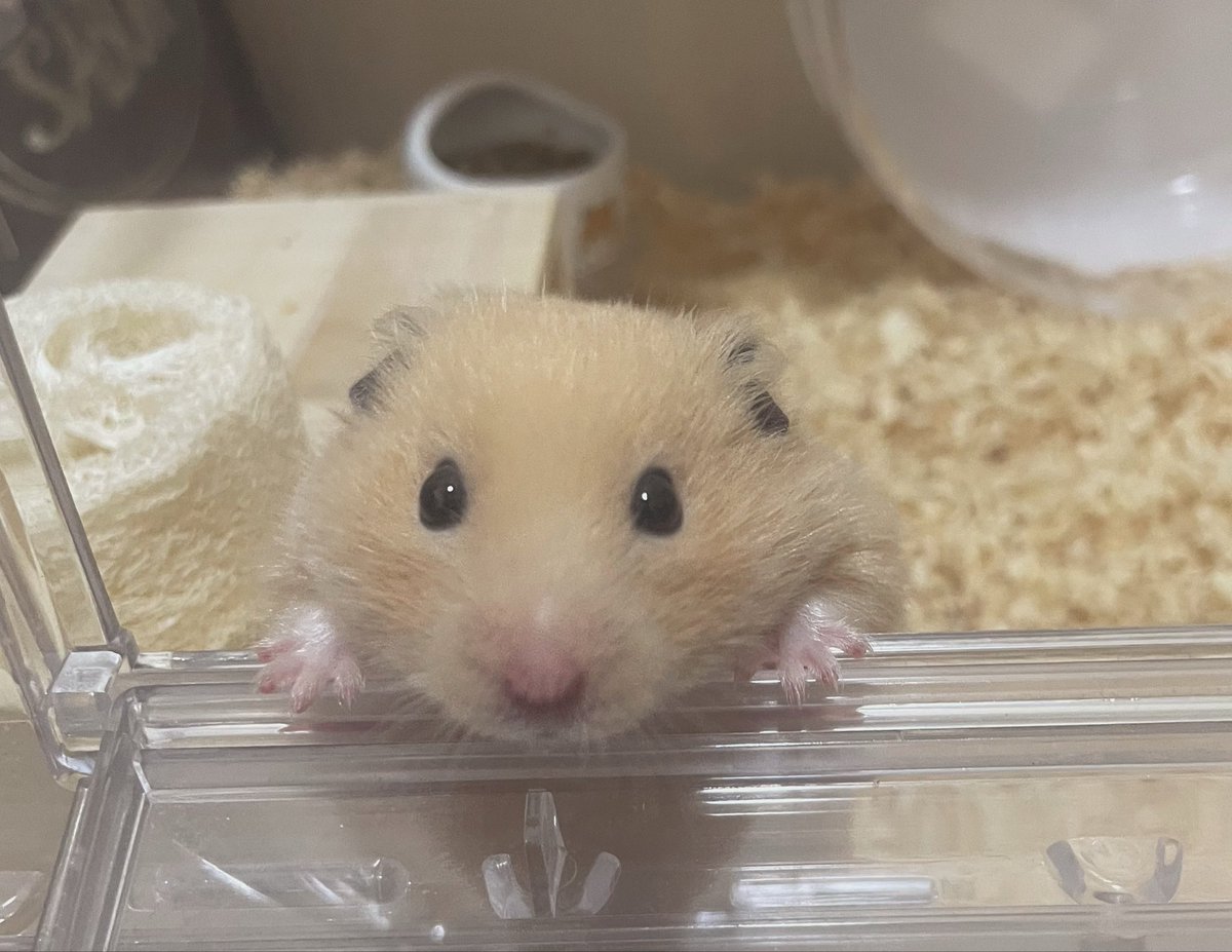 承太郎（ｼﾞｮｼﾞｮ） tweet media