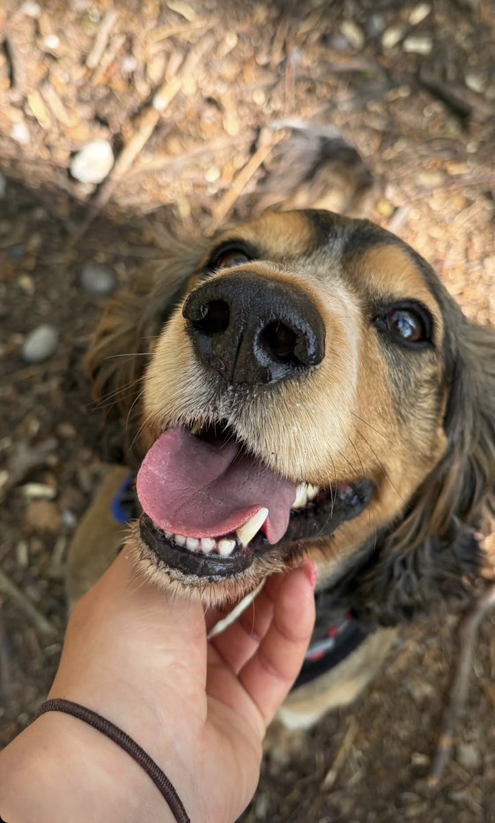 Reggie the Cocker 🐶 🐾👹 tweet media