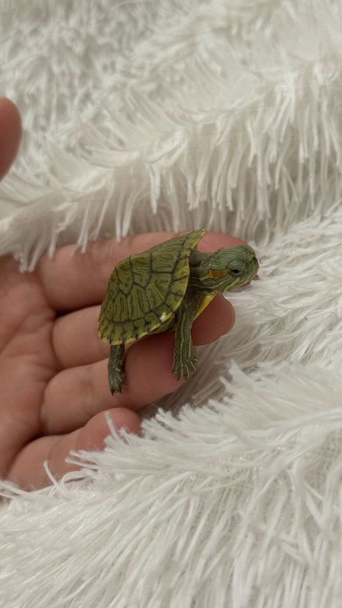 freedown ETH tweet media