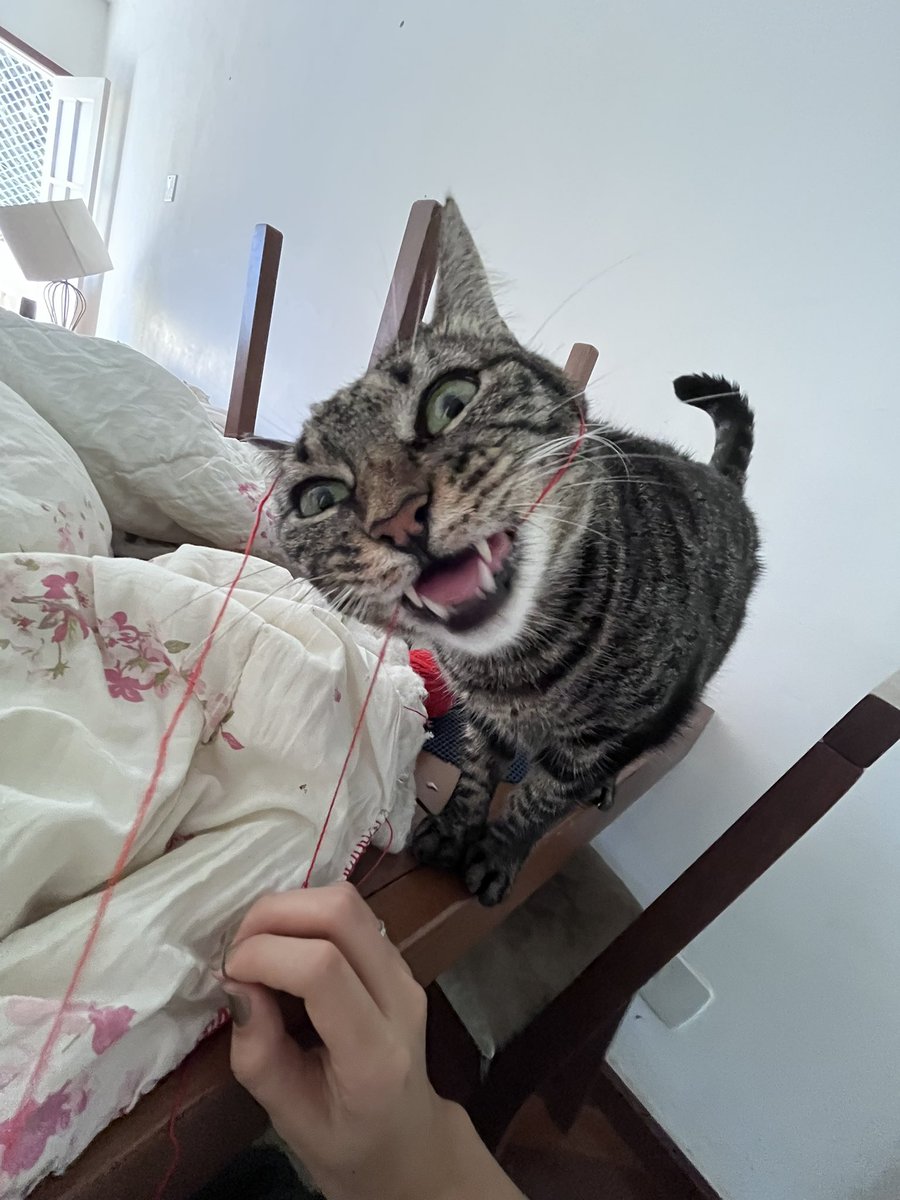 mcb graça celestial tweet media