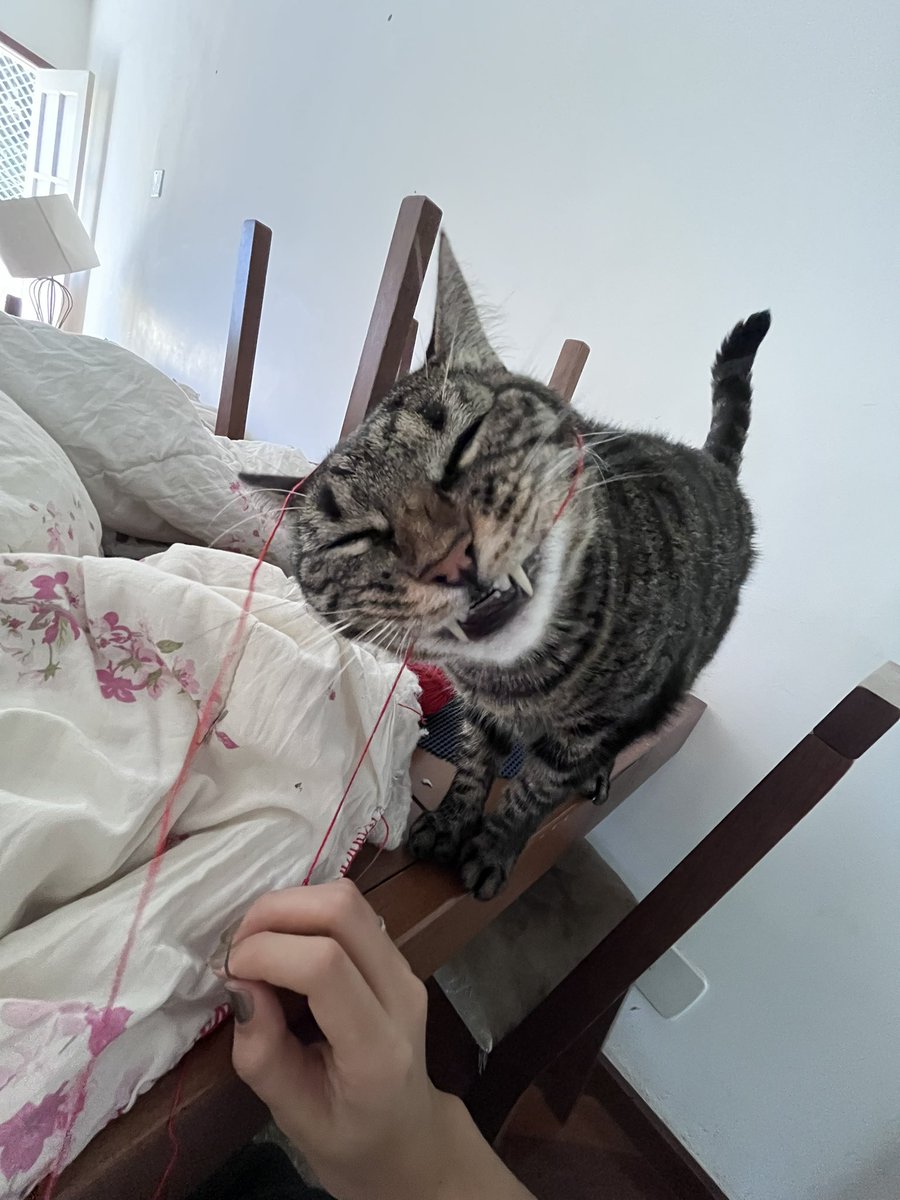 mcb graça celestial tweet media