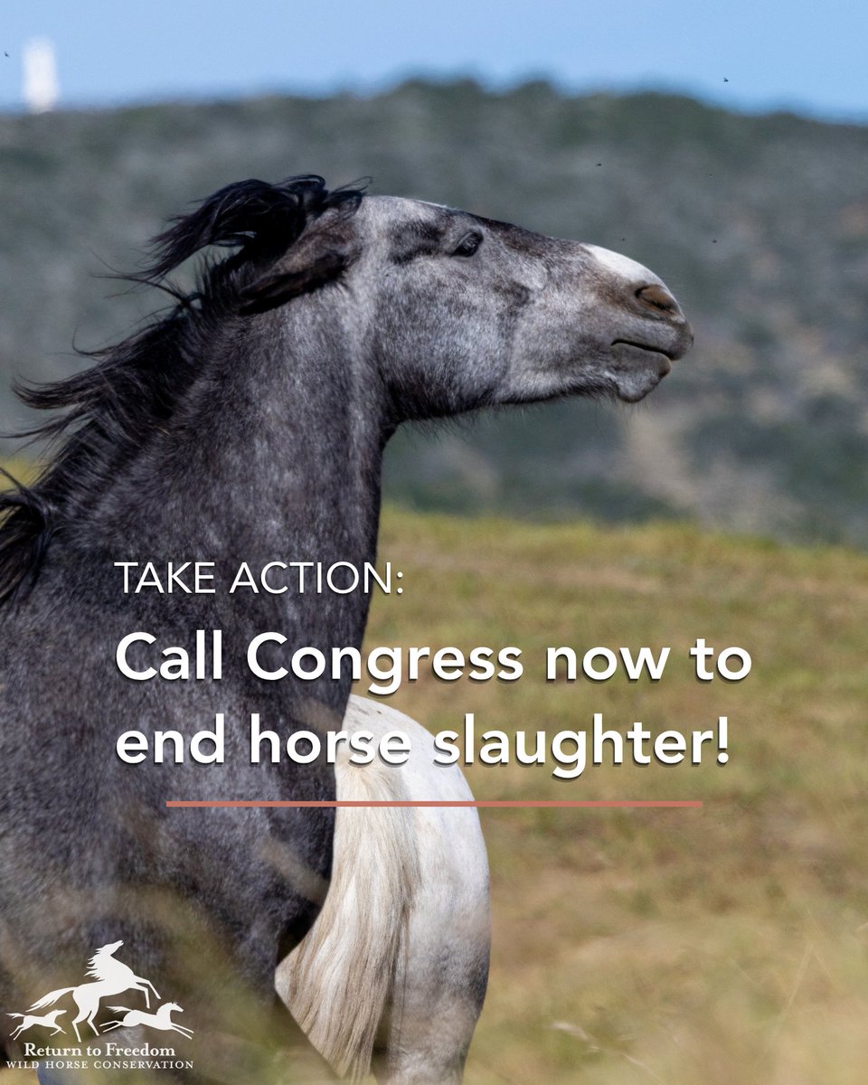 ReturnToFreedom's tweet image. 🧵URGENT: Please call your representative today! — We have a rare chance to end horse slaughter by having language added to the Farm Bill! #horses

How to help ⬇️