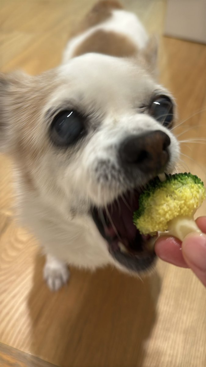 하루, 이틀, 사흘, 나흘, 그리고 닷새 tweet media