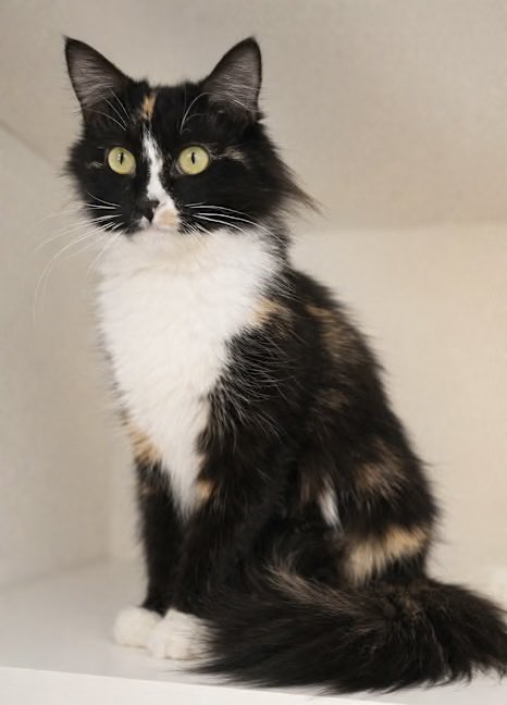 TheCatsMeowInc's tweet image. Sasha is new to our #LosAngeles rescue after being surrendered by her owner

Please share to help this 1yo girl find a loving #ForeverHome 

#RehomeHour
Hosted by @MillieOTLFP

#adoptdontshop #cats #CatsOfX #CatsofTwitter #AdoptMe