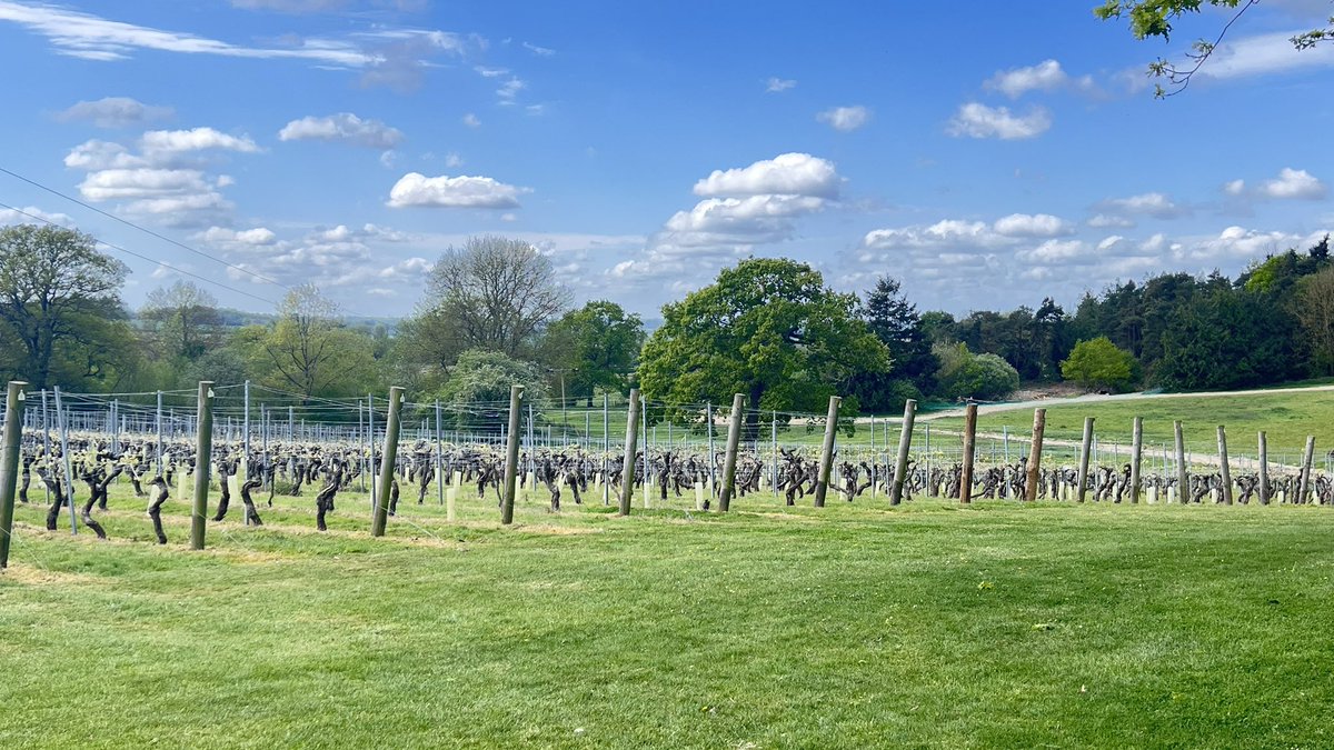 HardingMckay's tweet photo. A lovely day @ChapelDownWines #tenterden with colleagues for lunch and wine tasting ! Glorious day https://t.co/J2YWUci93w