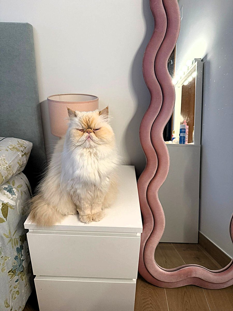 KatySnchez's tweet image. Lucas posando como una efigie egipcia. Encantado de conocerse  #gatos #hacerfotos #mascotas
#gatopersa