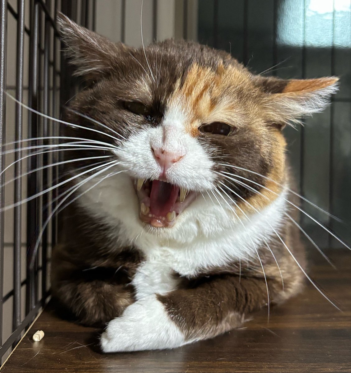 すみパン@5/10(日)譲渡会 tweet media