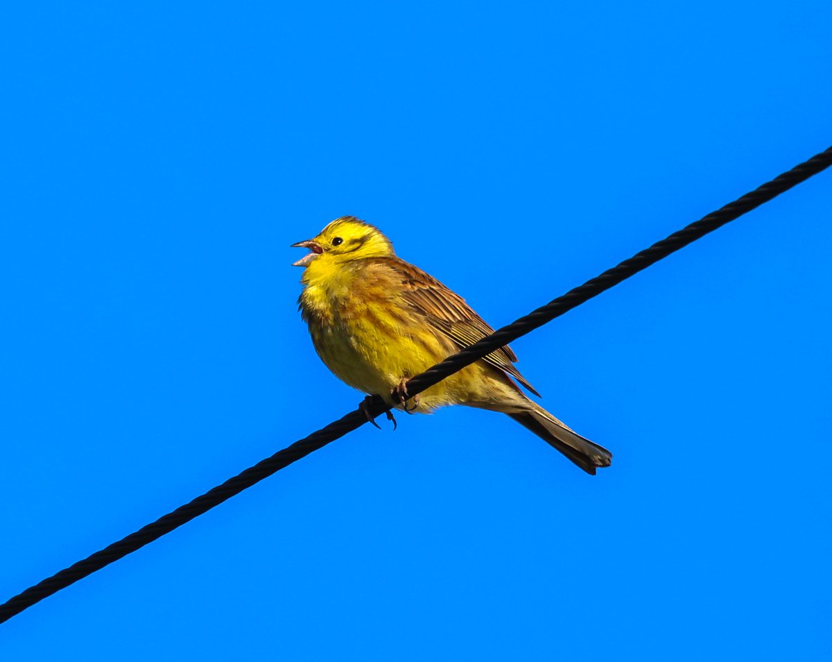 MeathBirder's tweet image. This Yellowhammer was sitting out above the front hedgerow this evening.  You nearly almost always hear them before you see them. #birding #birds #buntings #gardenbirds #patchbirding #CanonR7 #CanonRF100_500 📷