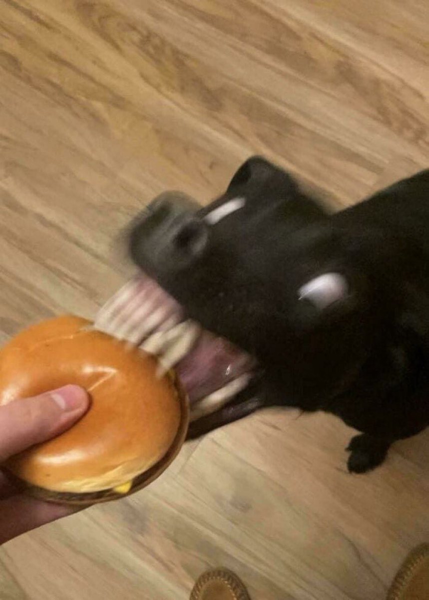 everything dogs 🐶 tweet media
