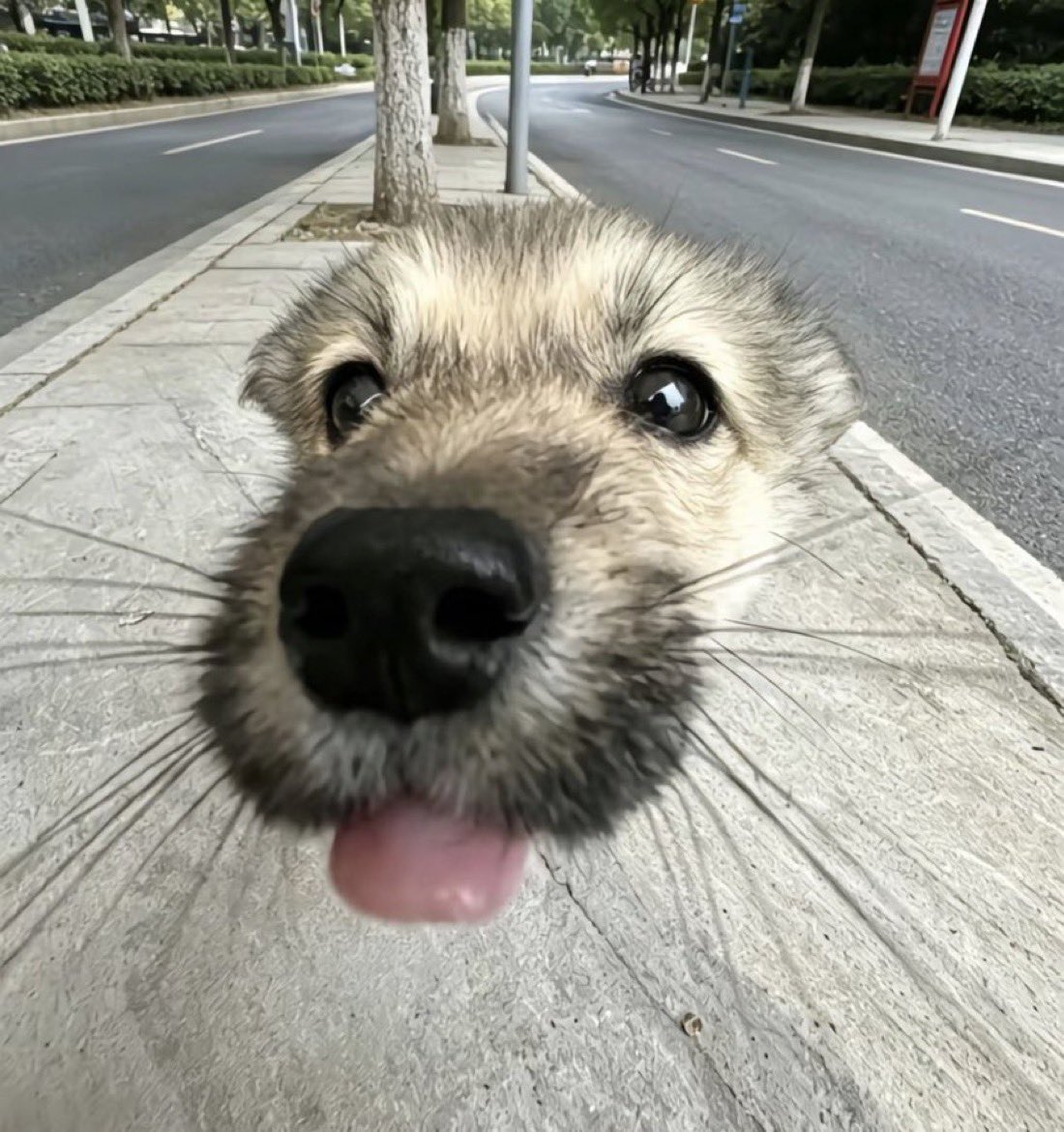 everything dogs 🐶 tweet media