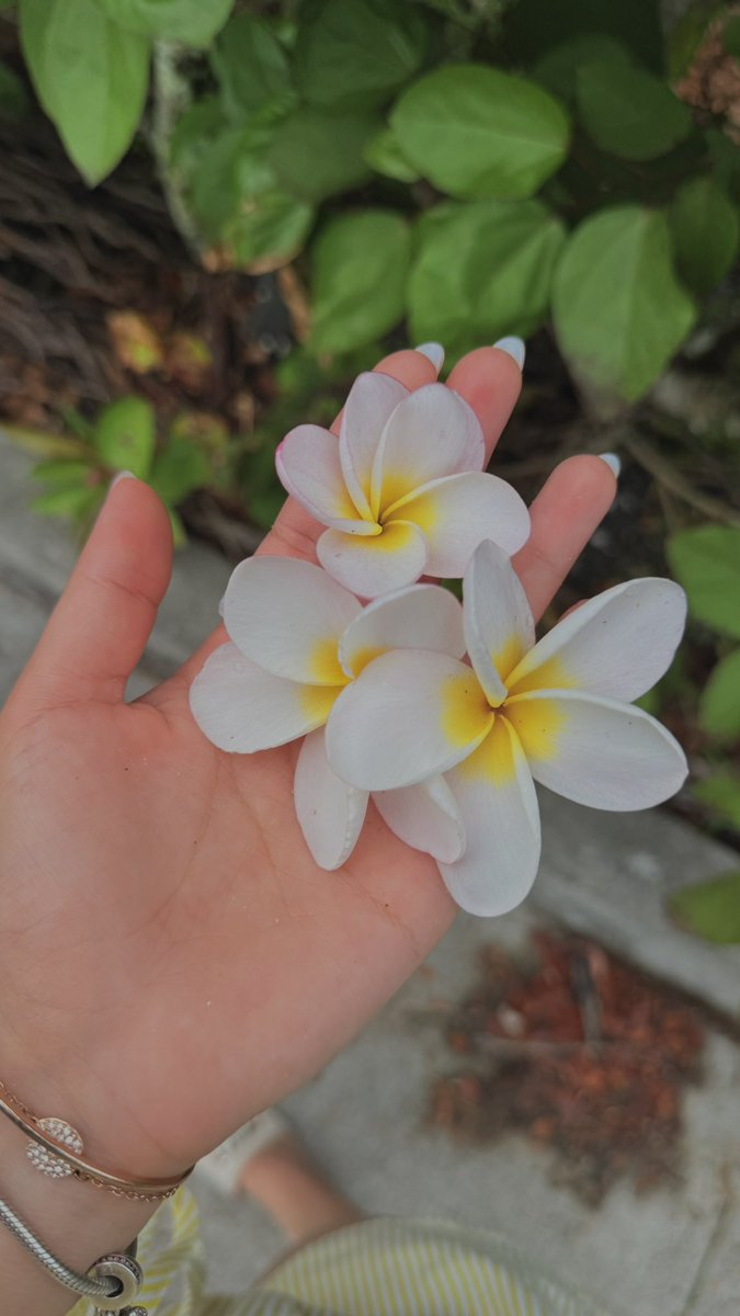 berermin's tweet photo. El olor de plumeria, los riscos y Hawái… definitivamente es todo lo que está bien en esta vida. https://t.co/JG2q9sxKp0
