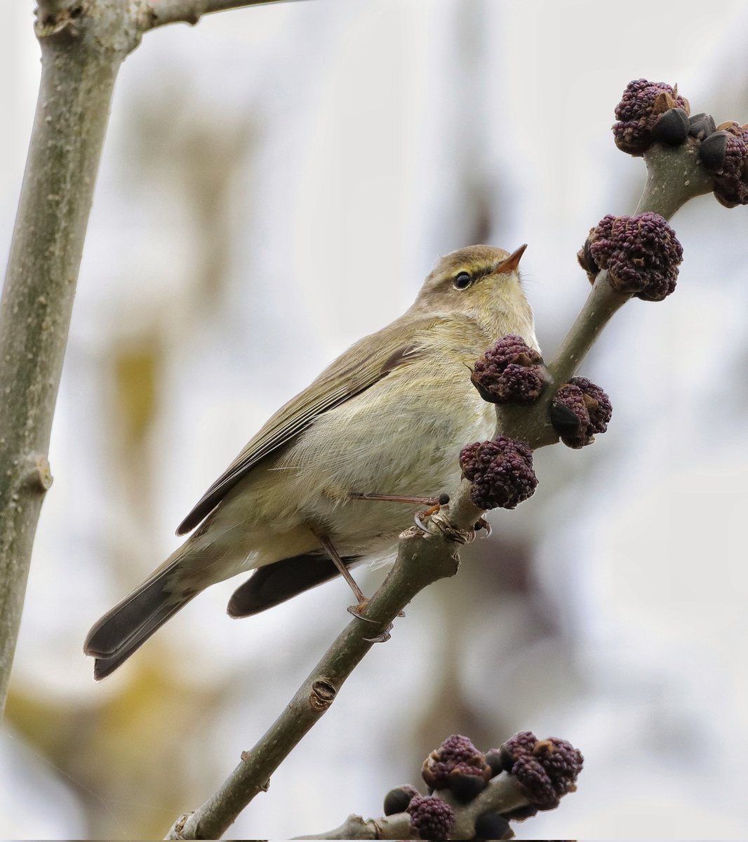 CameraBob5's tweet image. Going by the slightly orange legs I'm going to say without conviction that this is a Willow Warbler  #birdphotography #twitternaturecommunity #lindeanlochnaturereserve #scottishborders  #willowwarbler #canon90d #sigma