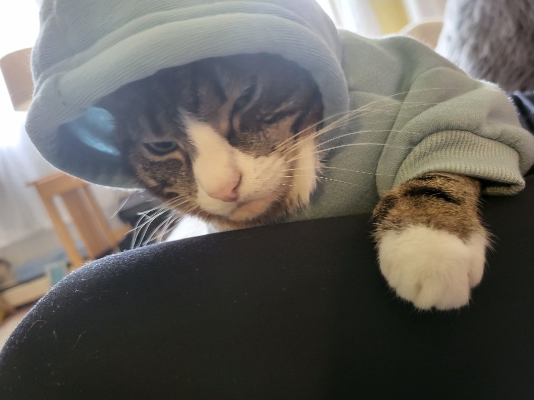 JustaJerseyGirl tweet media