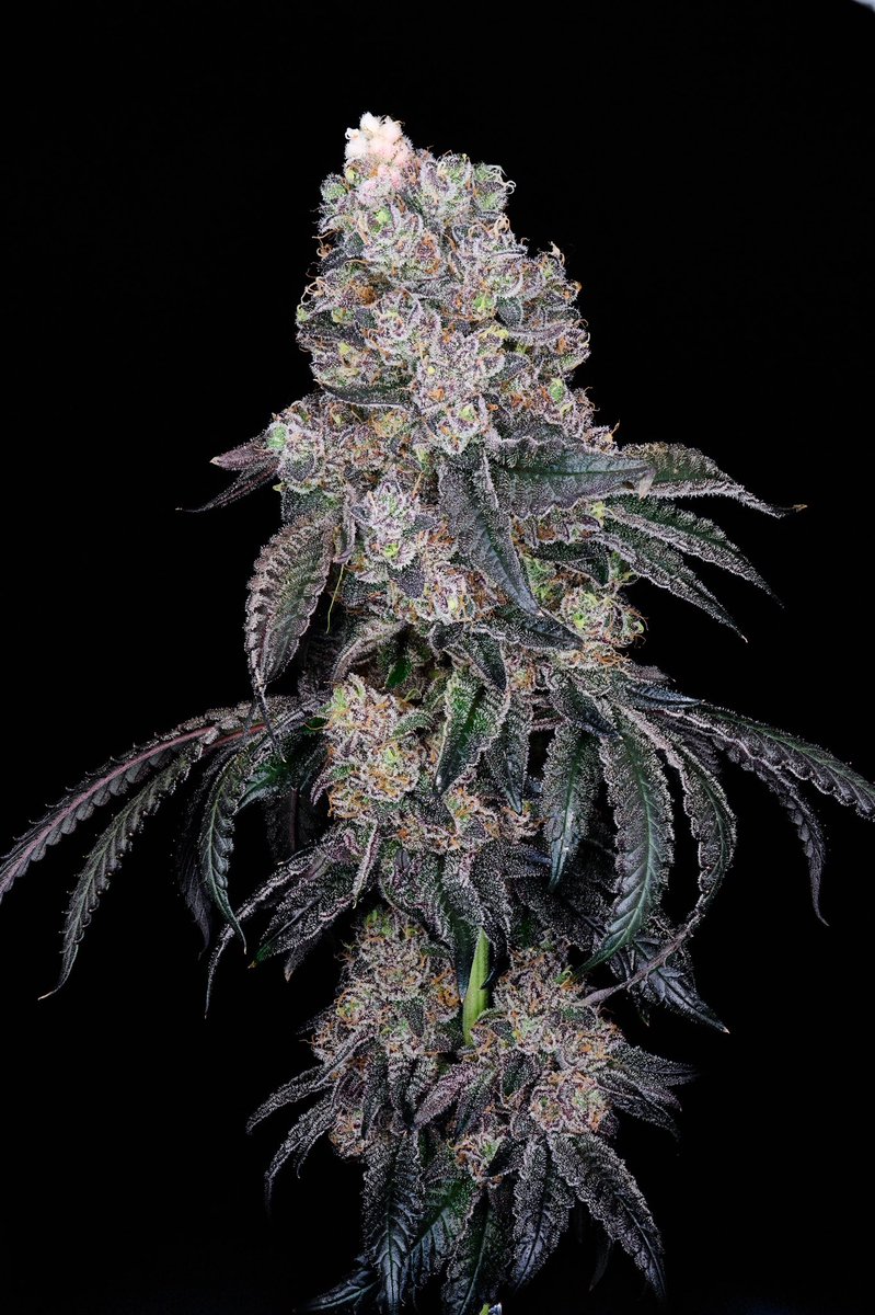 Xeno Seed Company tweet media