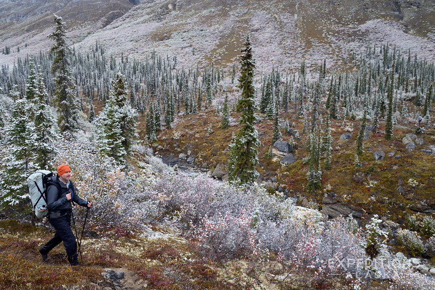 ExpedAlaska's tweet image. August in the Brooks Range. Frost on the spruce, fall colors underneath, and a solid day of walking ahead.

#ArrigetchPeaks #backpacking #BrooksRange #Alaska