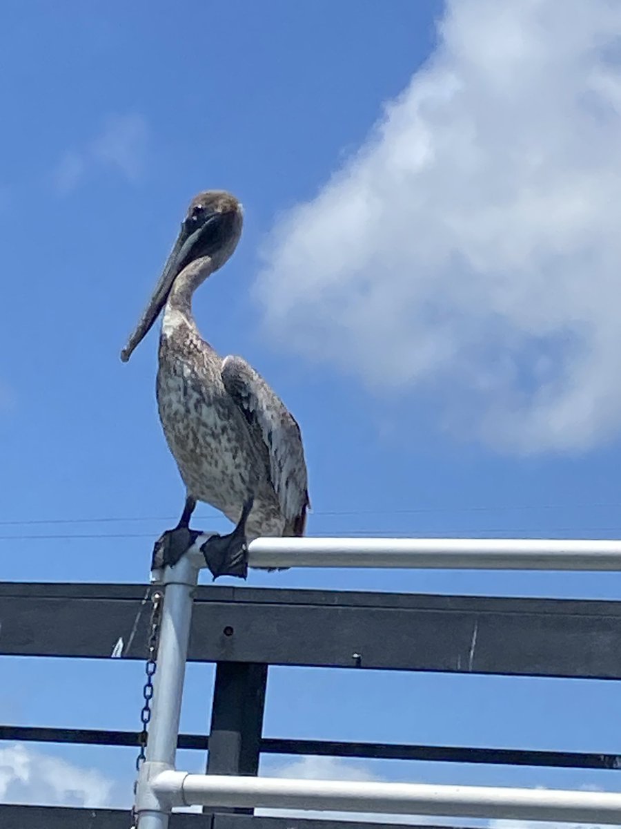 thapopejon's tweet photo. Great boat cruise adventure in Port Canaveral Florida! Through the locks! #SpaceX #Birds #Dolphins 🐬 https://t.co/oJ5WN4bXDD