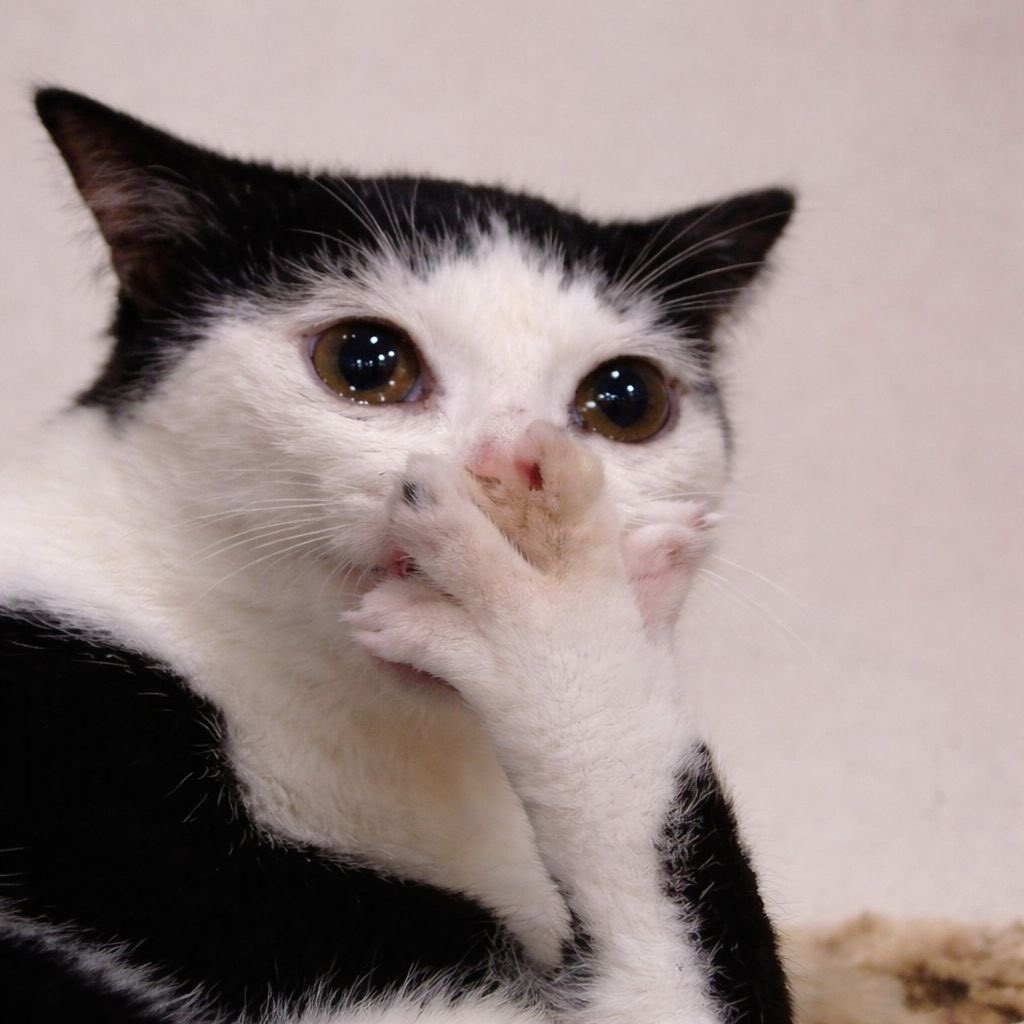 ℒeblanc⁷ ♱ tweet media