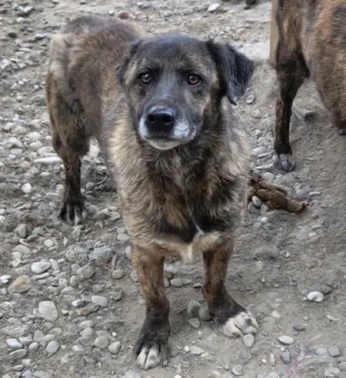 LisaClareRead2's tweet photo. Poor little Arthus has been waiting in Bucov for over 8 years 😢
Please contact @ProDogRomania if you are able to help this lovely lad. He so deserves a home. Thank you 🙏💕🐾

https://t.co/FWnQiymQvE
#AdoptDontShop  #Germany #Austria #Switzerland #forgottensoulshour #rehomehour https://t.co/LIHfHtByK4
