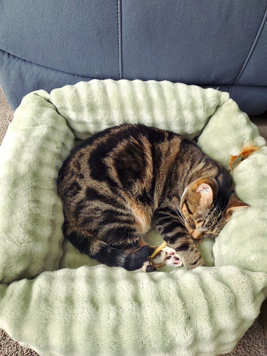 wspickerman's tweet image. Cooler temperatures today. Cloudy skies, strong winds, a light sprinkle... Franklin says it's time to get cozy and nap. Currently 54 F. #SouthernTier  #NYwx @NWSBinghamton