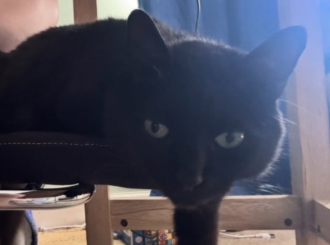 Loose Cannons Vixen tweet media