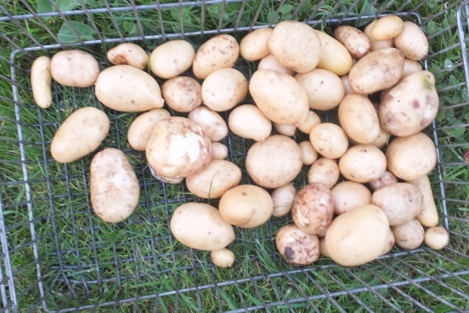 Bob Flowerdew tweet media