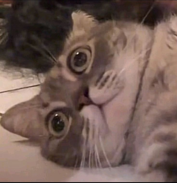 vielastri sekar arum tweet media