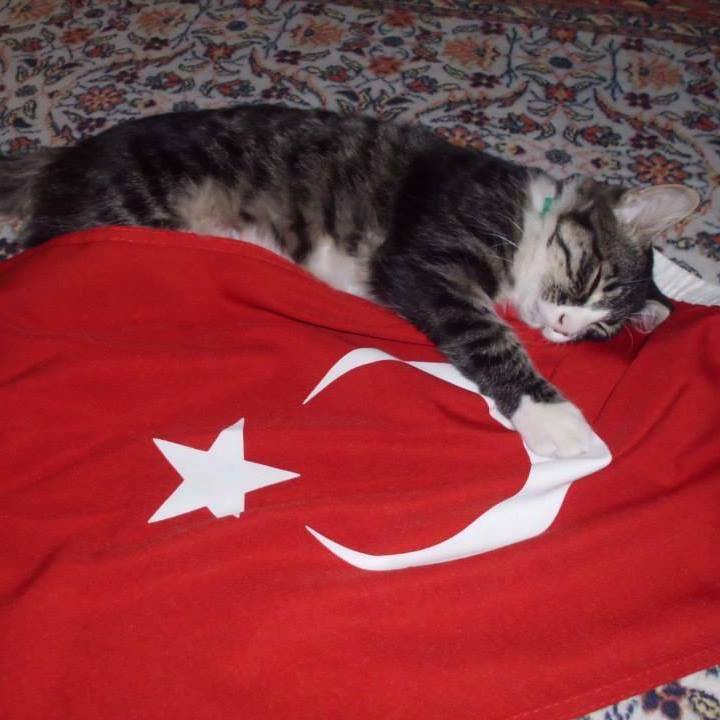 Kutalmış tweet media