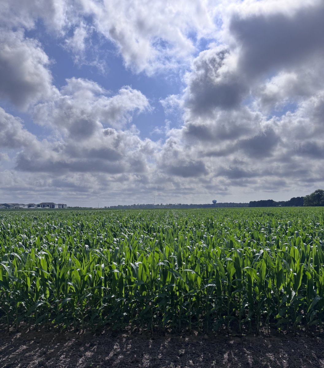 retiredagold_gm's tweet photo. Early March planted corn five miles north of the Gulf of America in Orange Beach, Alabama!! https://t.co/5fU2T13cGG