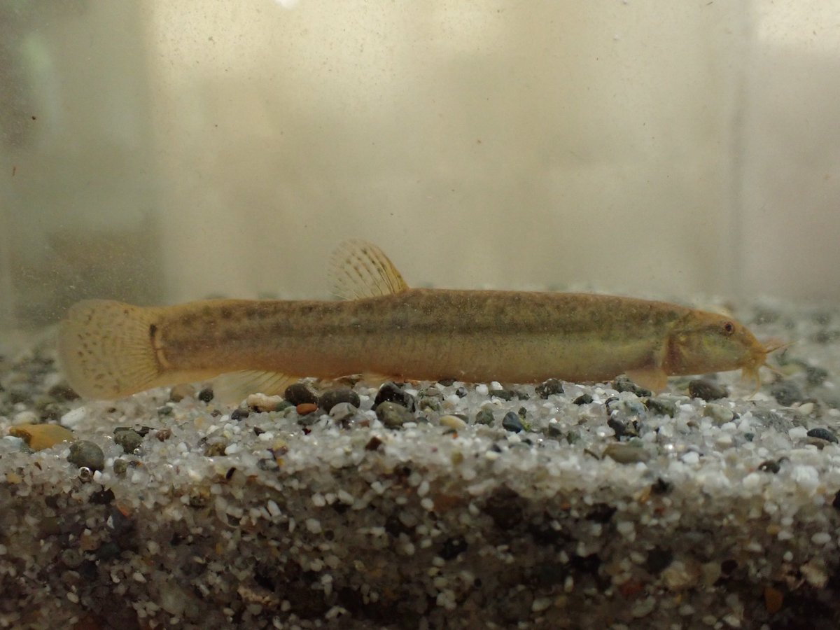 tdjscienceclub's tweet photo. 今日も新入生が沢山来てくれました。嬉しいですねぇ
写真は学校で飼っている魚。
ドジョウ（大陸系統）
ケショウカワニナ幼貝 https://t.co/msb6RKr8ZL
