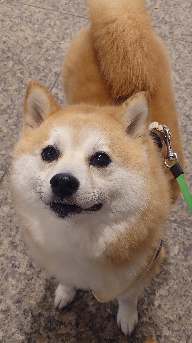 ししまる 柴犬ししまる (@sisi3po) / Posts / X